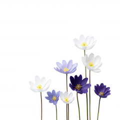 A beautiful arrangement of white and purple flowers standing tall against a white isolated background, perfect for adding a touch of nature to any design project.