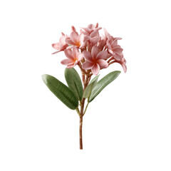 A beautiful bouquet of pink flowers with lush green leaves, perfect for enhancing any floral arrangement or design project. Ideal for backgrounds or decorative compositions.