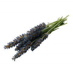 A beautiful bundle of lavender flowers, showcasing delicate purple blooms and green stems, perfect for enhancing any floral arrangement or home decor.