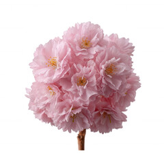 A beautiful cluster of pink cherry blossoms, showcasing delicate petals and intricate details, perfect for spring-themed designs and floral decorations.