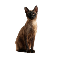 A beautiful Siamese cat sitting elegantly with striking blue eyes, showcasing its unique color pattern against a white background, ideal for animal lovers and pet enthusiasts.