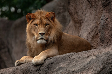 Obraz premium create stunning portraits of top animals against minimalist background with bokeh effects