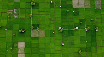 Lush green rice fields in a tropical landscape with palm trees and scenic view of natural beauty captured from above