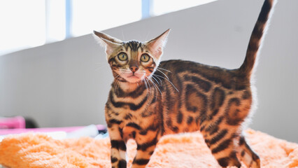 Bengal kitten standing on orange blanket looking curious