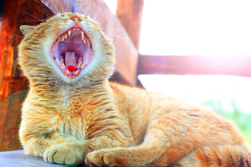 Beautiful ginger cat yawns widely and shows its tongue and teeth with sunlight in background