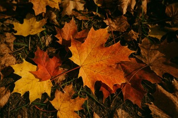Maple leaves carpeting forest floor in vibrant yellow, orange, and red, showcasing rich autumn color palette blanketing ground with seasonal warmth