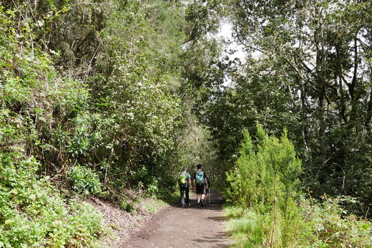 Wanderer auf dem Weg durch den Lorbeewald im Tenogebirge auf Teneriffa