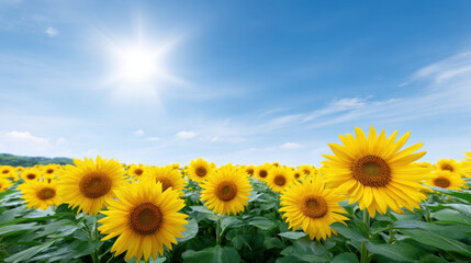 Fototapeta premium Wide sunflower field under bright sky with shining sun creates vibrant and cheerful scene. lush green leaves contrast beautifully with vivid yellow petals