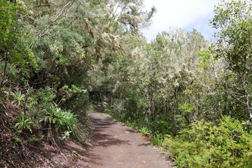 Lorbeerwald auf Teneriffa