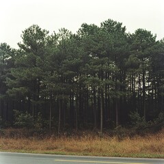 A row of pine trees along a road