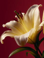 Elegant Yellow Lily Bloom Against Red Background