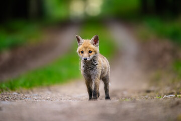 Cute Red Fox, Vulpes vulpes in fall forest. Beautiful animal in the nature habitat. Wildlife scene from the wild nature. Red fox running in orange autumn leaves