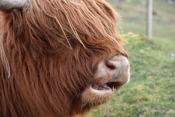 Mooing Shaggy Highland Cow with Water Clinging to His Chin