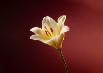 Elegant Yellow Lily Bloom Against Red Background