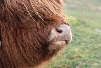 Close Up Look at the Nose and Mouth on a Heilan Coo