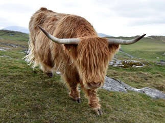 Roaming Red Heilan Coo in the Outer Hebrides