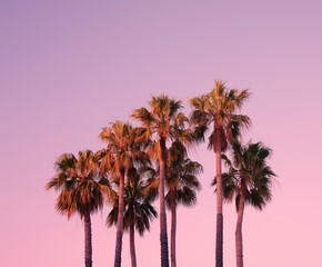 Palm Tree Silhouettes Against Vibrant Pastel Sunset Sky
