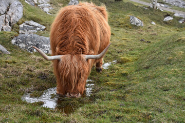 Red Hairy Coo Having a Drink on the Moors
