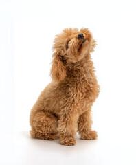 Adorable Fluffy Poodle Puppy Sitting on White Background