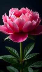 Obraz premium Close-up photo of flower