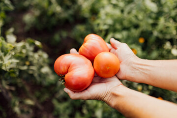 Fresh heirloom tomatoes held in hands in garden