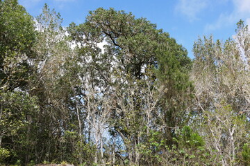 Lorbeerwald im Tenogebirge auf Teneriffa bei der Pista Monte del Agua