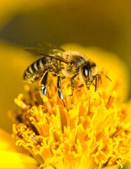 Honeybee on a flower