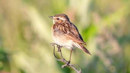 sparrow on a branch