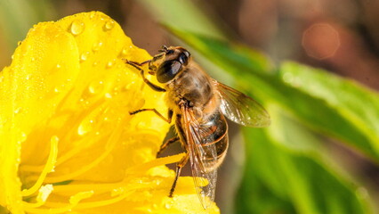 bee on yellow flower