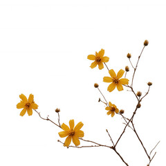 Delicate yellow flowers on thin branches, showcasing vibrant petals and detailed structure, suitable for floral arrangements or nature-themed projects, isolated on a white backgrou