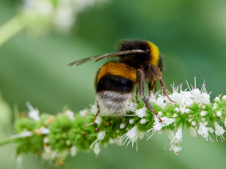 Buff-tailed bumblebee on a flower. Bombus terrestris

