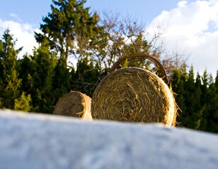 Hay bales in winter landscape