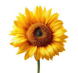 Obraz premium Close-up of a vibrant yellow sunflower (3)