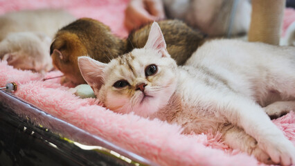 Adorable British Shorthair kitten relaxing on a pink blanket