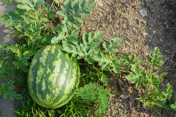 watermelon on the ground in field