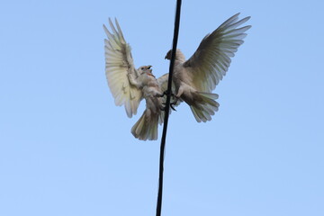 Parrots fall in love