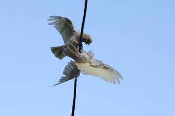 Parrots fall in love
