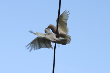 Parrots fall in love