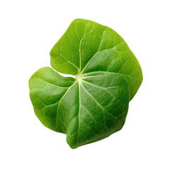 Fototapeta premium Fresh green ivy leaf isolated on white background, showcasing intricate veins and vibrant color, perfect for nature-themed designs and botanical illustrations.