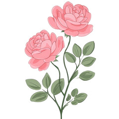 Two delicate, light pink roses with green leaves on a stem against a black background.  Detailed illustration style with soft shading