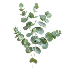 Fresh eucalyptus branch with round leaves, botanical element