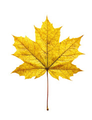 Fototapeta premium Isolated autumn maple leaf. Bright golden yellow leaf, sharply defined against black background. Leaf stem clearly visible