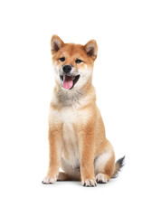Cute Shiba Inu dog sitting on white background