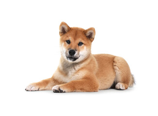 Cute Shiba Inu dog lying on white background