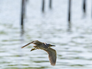 飛翔するササゴイ