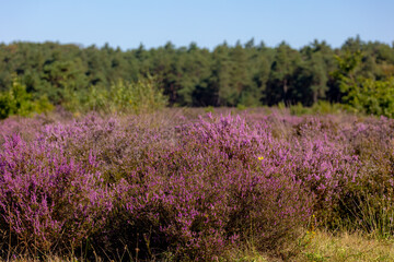 Obraz premium Selective focus bush of wild purple flowers Calluna vulgaris (heath, heide, ling or simply heather) is the sole species in the genus Calluna in the flowering plant family Ericaceae, Natural background