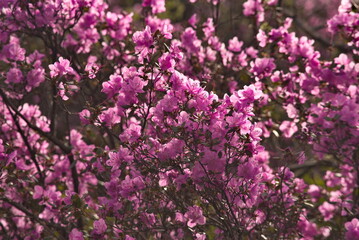 Russia. Mountain Altai. A flowering bushes of Ledebur rhododendron (maralnik) on the slopes of the mountains along the Chuysky tract near the village of Kupchegen.