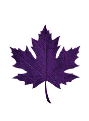 A deep purple, textured maple leaf