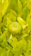 A vibrant green, unripe citrus fruit hangs on a branch, surrounded by lush yellow and green leaves
