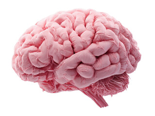 Side view of a pale pink brain, textured
